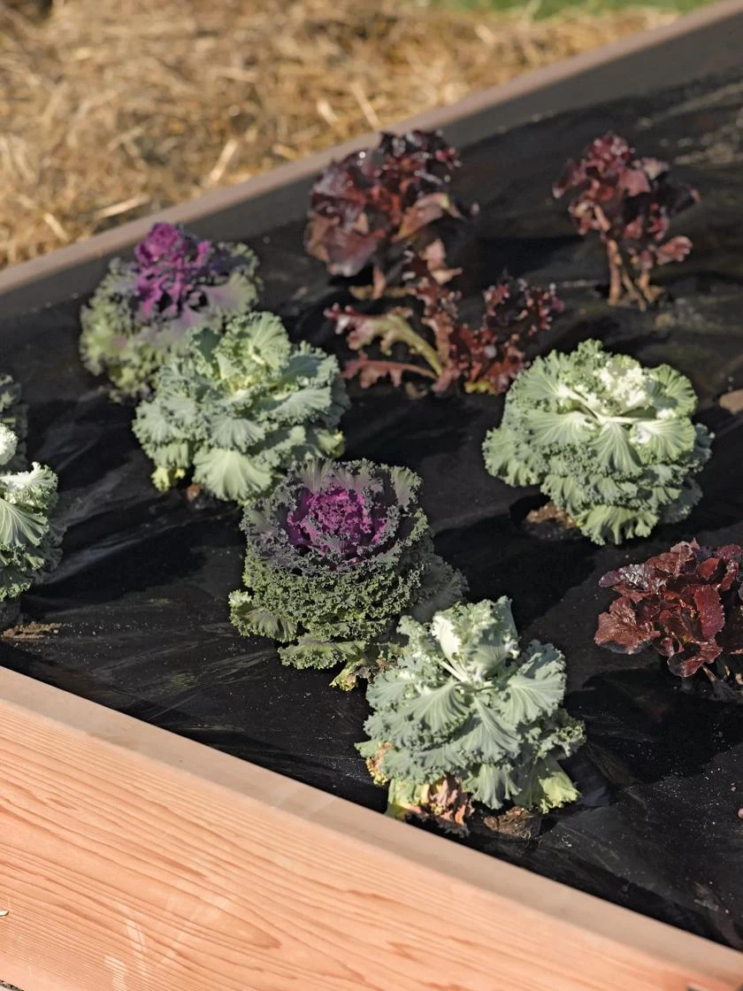 Easy-Plant Weed Block Mulch 3 Easy-Plant Weed Block Mulch - Image 3