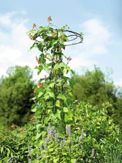 Essex Tuteur, 78" -Nature's Yard Sales Store 8587861 4160 tif