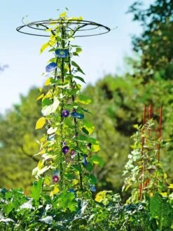 Essex Tuteur, 78" -Nature's Yard Sales Store 8587861 5028 tif