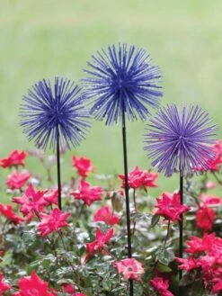 Everbloomin' Alliums, Set Of 3 -Nature's Yard Sales Store 8598435 1000 tif