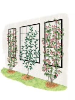 Exeter Wall Trellis 11 Exeter Wall Trellis -Nature's Yard Sales Store 8600049 50 0001 art tif