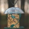 Birds Choice Hanging Seed Cylinder Bird Feeder