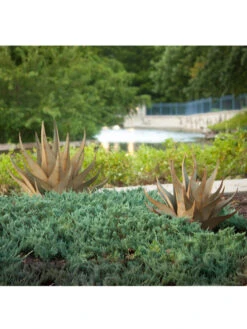 Desert Steel Sharkskin Agave Sculpture -Nature's Yard Sales Store 8610753 05v