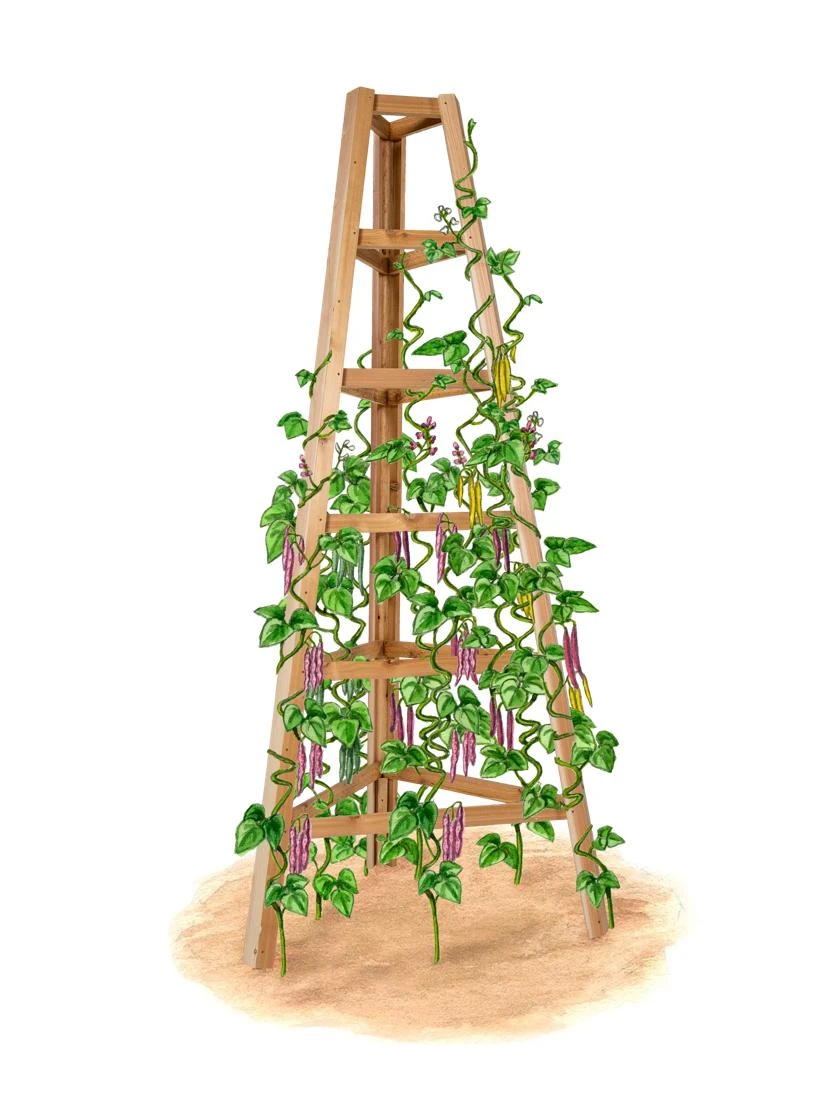 Cedar Obelisk, 8' 1 Cedar Obelisk, 8'